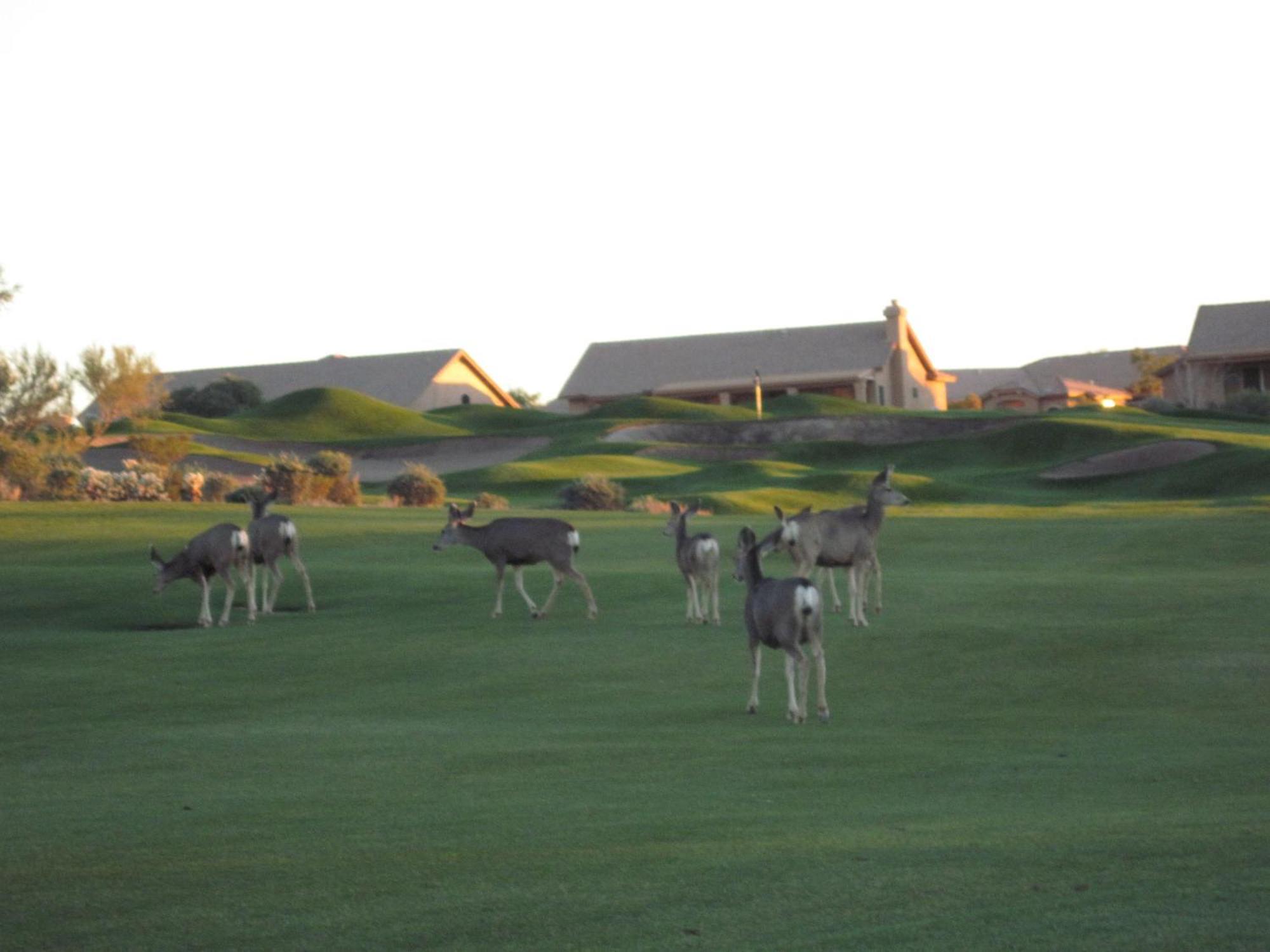 Gold Canyon Golf Resort Room photo